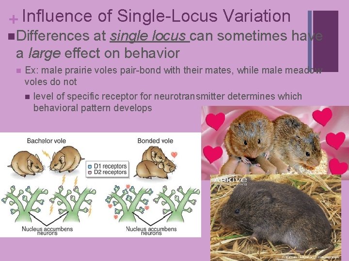 + Influence of Single-Locus Variation n Differences at single locus can sometimes have a