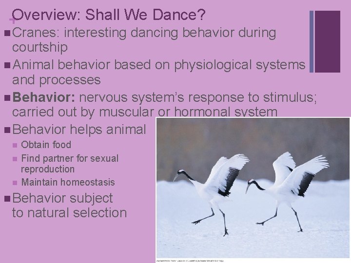 +Overview: Shall We Dance? n Cranes: interesting dancing behavior during courtship n Animal behavior