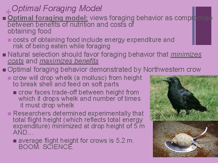 Optimal Foraging Model + n Optimal foraging model: views foraging behavior as compromise between