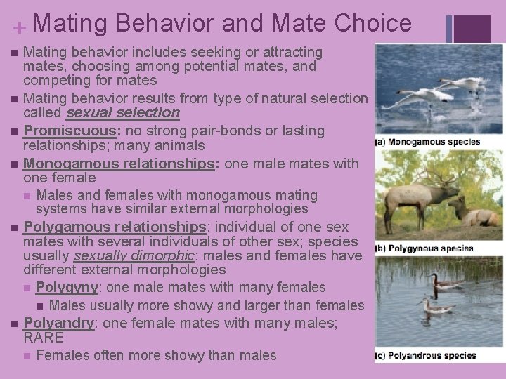 + Mating Behavior and Mate Choice Mating behavior includes seeking or attracting mates, choosing