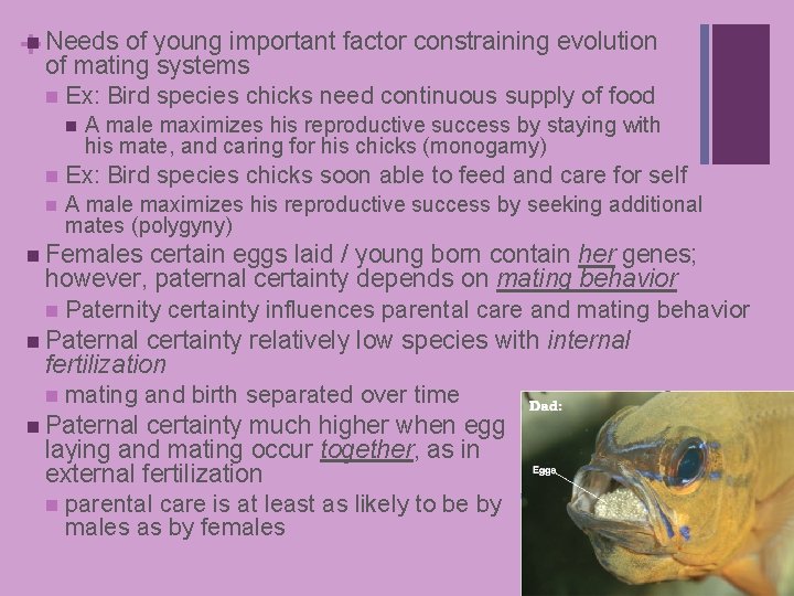 of young important factor constraining evolution +n Needs of mating systems n Ex: Bird