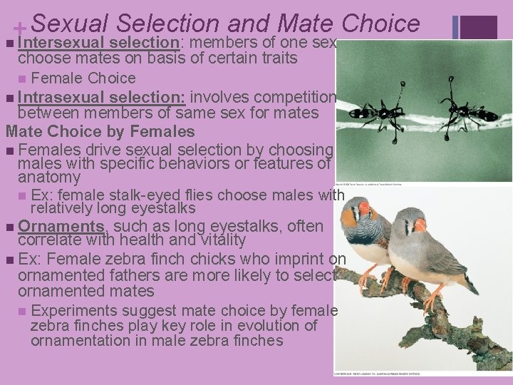 Sexual Selection and Mate Choice + n Intersexual selection: members of one sex choose