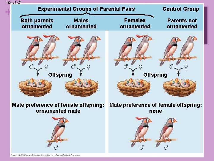 Fig. 51 -24 + Experimental Groups of Parental Pairs Both parents ornamented Males ornamented