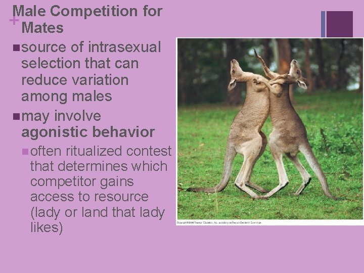 Male Competition for + Mates n source of intrasexual selection that can reduce variation