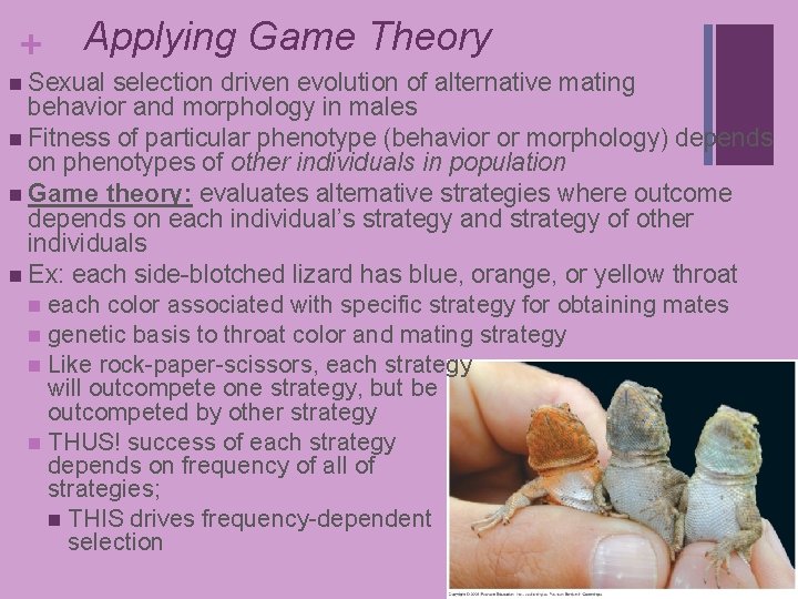 + Applying Game Theory n Sexual selection driven evolution of alternative mating behavior and