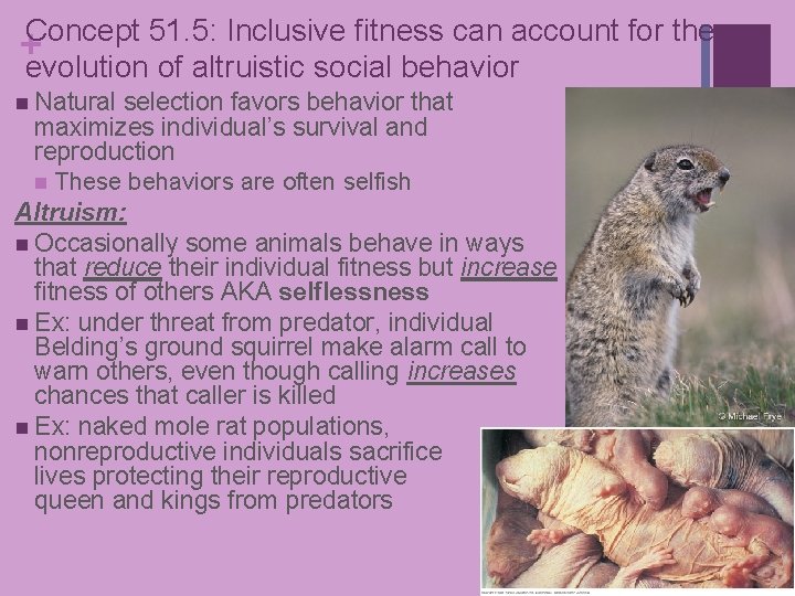 Concept 51. 5: Inclusive fitness can account for the +evolution of altruistic social behavior