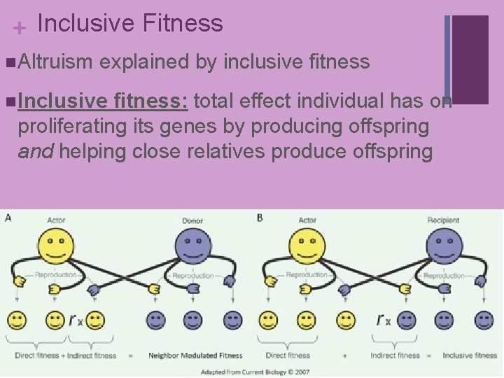 + Inclusive Fitness n Altruism explained by inclusive fitness n Inclusive fitness: total effect