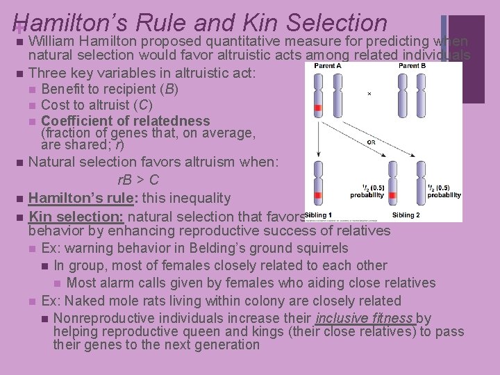 Hamilton’s and Kin Selection +n William Hamilton. Rule proposed quantitative measure for predicting when