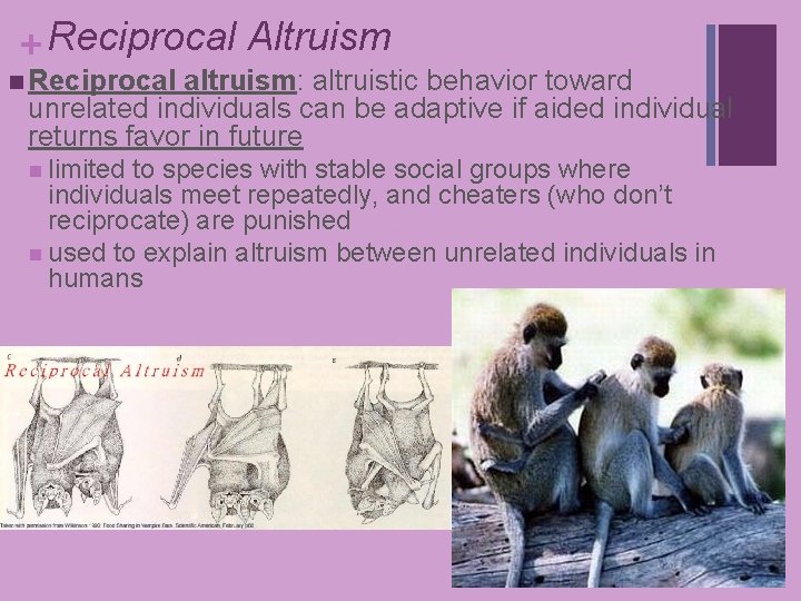 + Reciprocal Altruism n Reciprocal altruism: altruistic behavior toward unrelated individuals can be adaptive