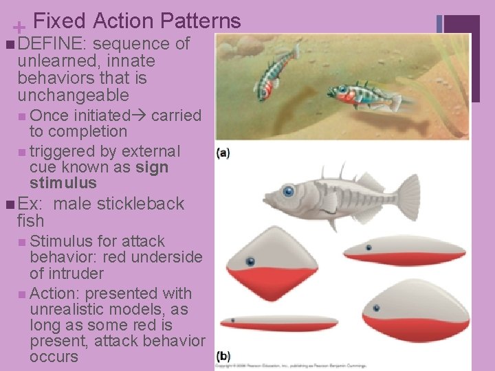 + Fixed Action Patterns n DEFINE: sequence of unlearned, innate behaviors that is unchangeable