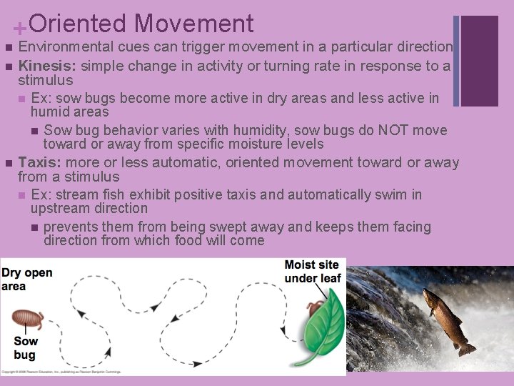 +Oriented Movement Environmental cues can trigger movement in a particular direction n Kinesis: simple