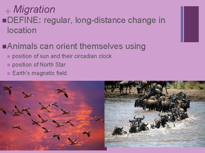 + Migration n DEFINE: regular, long-distance change in location n Animals n n n