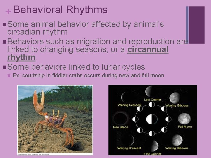 + Behavioral Rhythms n Some animal behavior affected by animal’s circadian rhythm n Behaviors