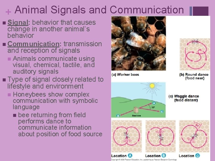 + Animal Signals and Communication n Signal: behavior that causes change in another animal’s