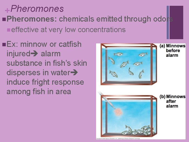 +Pheromones n Pheromones: n effective n Ex: chemicals emitted through odors at very low