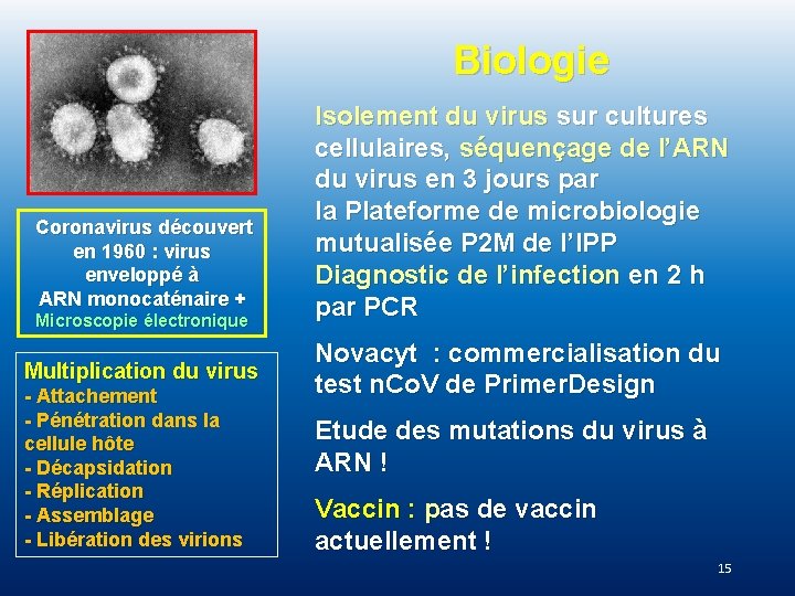 Biologie Coronavirus découvert en 1960 : virus enveloppé à ARN monocaténaire + Microscopie électronique