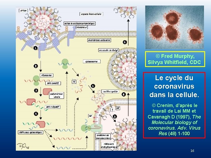 © Fred Murphy, Silvya Whitfield, CDC Le cycle du coronavirus dans la cellule. ©