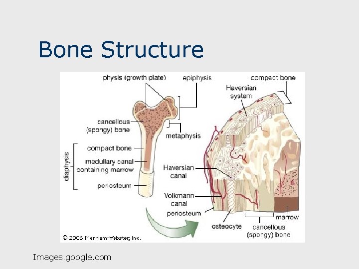 Bone Structure Images. google. com 