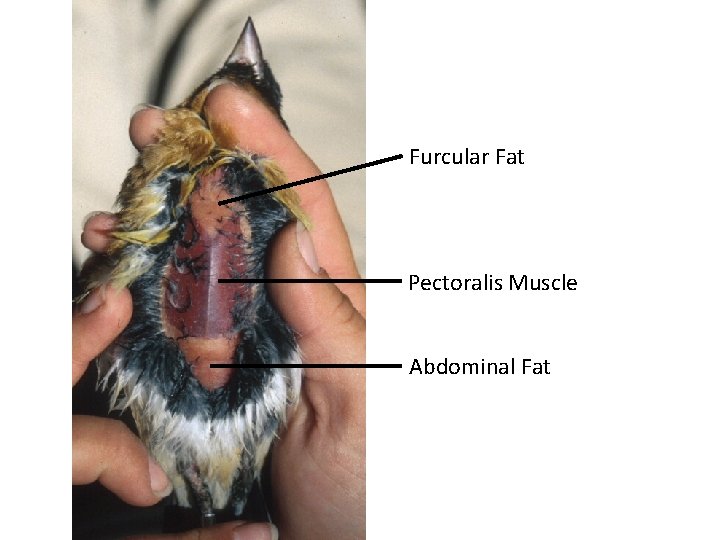 Furcular Fat Pectoralis Muscle Abdominal Fat Furcular Fat Pectoralis Muscle Abdominal Fat