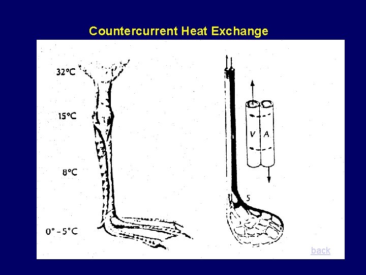 Countercurrent Heat Exchange back Countercurrent Heat Exchange back