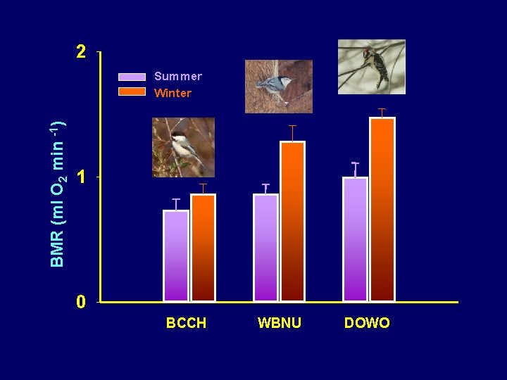 2 BMR (ml O 2 min -1) Summer Winter 1 0 BCCH WBNU DOWO 2 BMR (ml O 2 min -1) Summer Winter 1 0 BCCH WBNU DOWO