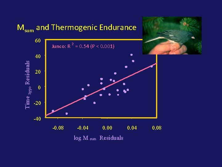 Msum and Thermogenic Endurance 60 Junco: R 2 = 0. 54 (P < 0. Msum and Thermogenic Endurance 60 Junco: R 2 = 0. 54 (P < 0.