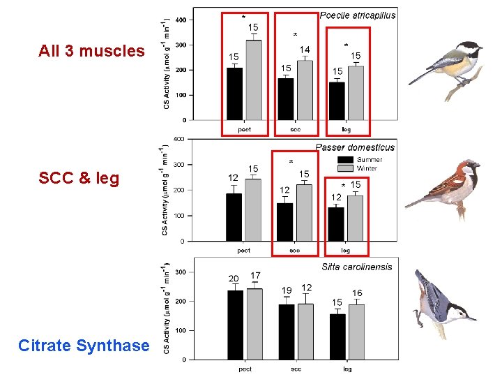All 3 muscles SCC & leg Citrate Synthase * * All 3 muscles SCC & leg Citrate Synthase * *