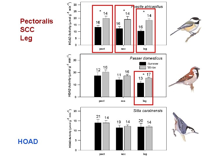 * * * Pectoralis SCC Leg * HOAD * * * Pectoralis SCC Leg * HOAD