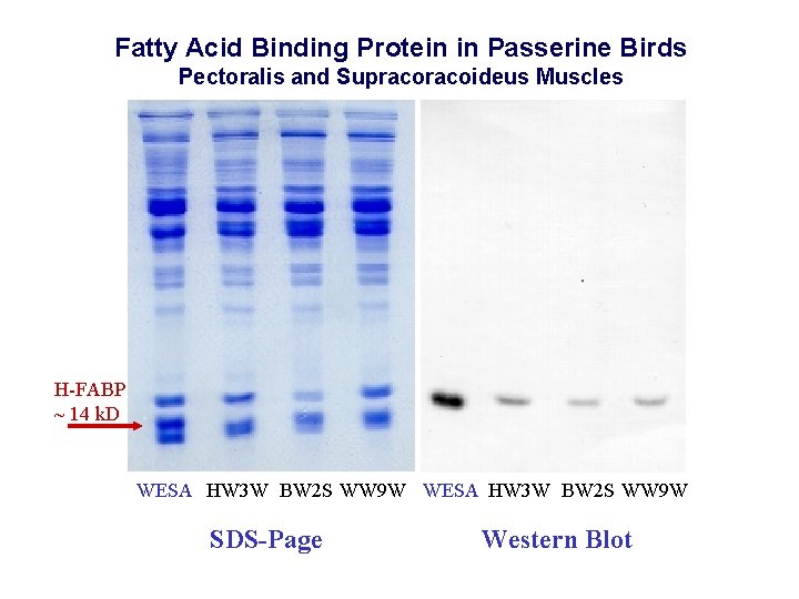 Fatty Acid Binding Protein in Passerine Birds Pectoralis and Supracoideus Muscles H-FABP ~ 14 Fatty Acid Binding Protein in Passerine Birds Pectoralis and Supracoideus Muscles H-FABP ~ 14