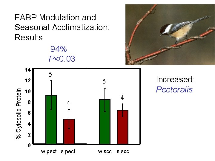 FABP Modulation and Seasonal Acclimatization: Results 94% P<0. 03 14 % Cytosolic Protein 12 FABP Modulation and Seasonal Acclimatization: Results 94% P<0. 03 14 % Cytosolic Protein 12