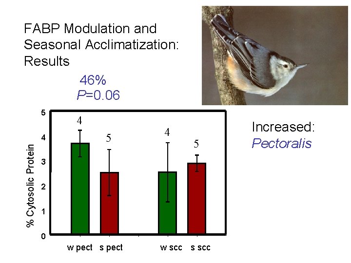 FABP Modulation and Seasonal Acclimatization: Results 46% P=0. 06 5 % Cytosolic Protein 4 FABP Modulation and Seasonal Acclimatization: Results 46% P=0. 06 5 % Cytosolic Protein 4