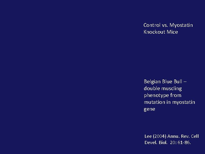 Control vs. Myostatin Knockout Mice Belgian Blue Bull – double muscling phenotype from mutation Control vs. Myostatin Knockout Mice Belgian Blue Bull – double muscling phenotype from mutation