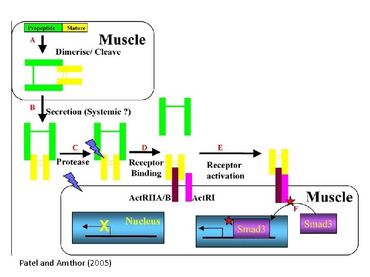 Fig. 2. Myostatin processing and receptor activation. (A) Di-sulphide bonds cause dimerisation of Myostatin. Fig. 2. Myostatin processing and receptor activation. (A) Di-sulphide bonds cause dimerisation of Myostatin.