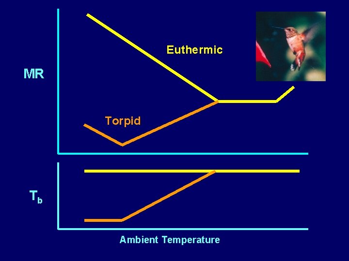 Euthermic MR Torpid Tb Ambient Temperature Euthermic MR Torpid Tb Ambient Temperature