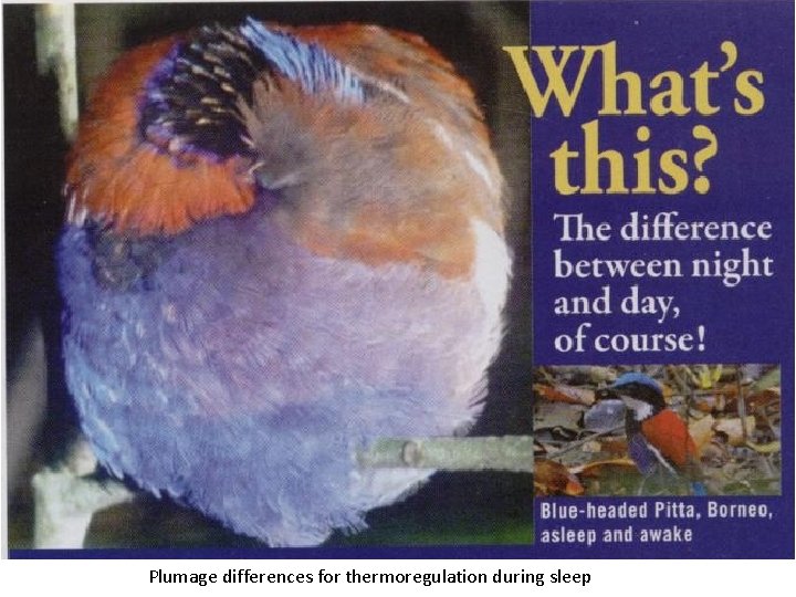 Plumage differences for thermoregulation during sleep Plumage differences for thermoregulation during sleep