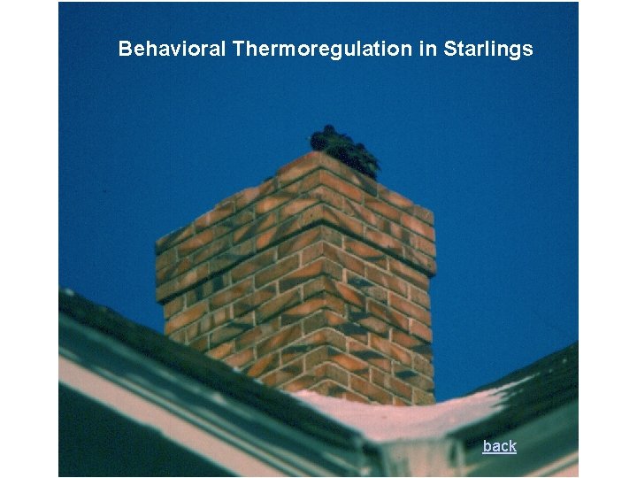 Behavioral Thermoregulation in Starlings back Behavioral Thermoregulation in Starlings back