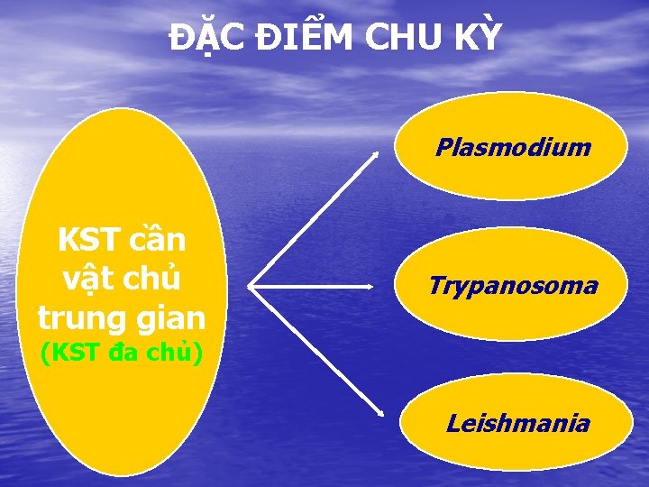 ĐẶC ĐIỂM CHU KỲ Plasmodium KST cần vật chủ trung gian Trypanosoma (KST đa