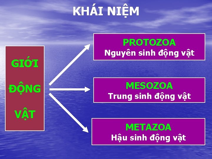 KHÁI NIỆM PROTOZOA GIỚI ĐỘNG Nguyên sinh động vật MESOZOA Trung sinh động vật