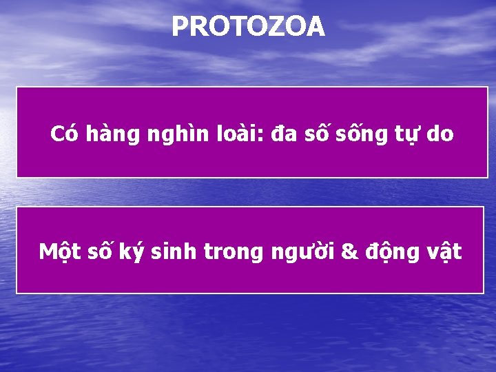 PROTOZOA Có hàng nghìn loài: đa số sống tự do Một số ký sinh