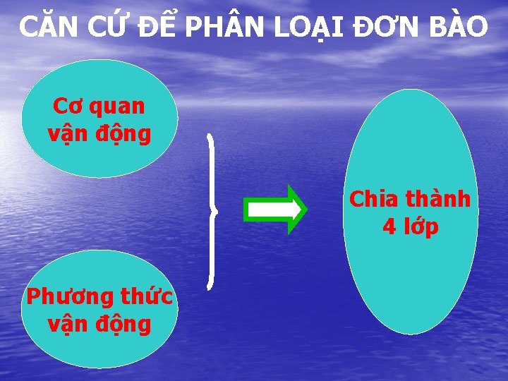 CĂN CỨ ĐỂ PH N LOẠI ĐƠN BÀO Cơ quan vận động Chia thành