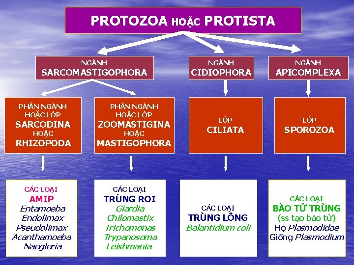 PROTOZOA HOẶC PROTISTA NGÀNH SARCOMASTIGOPHORA PH N NGÀNH HOẶC LỚP SARCODINA ZOOMASTIGINA RHIZOPODA MASTIGOPHORA