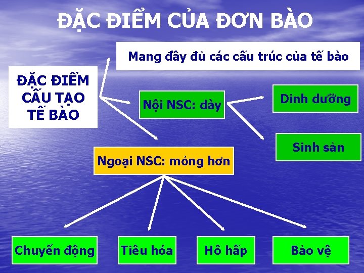 ĐẶC ĐIỂM CỦA ĐƠN BÀO Mang đầy đủ các cấu trúc của tế bào