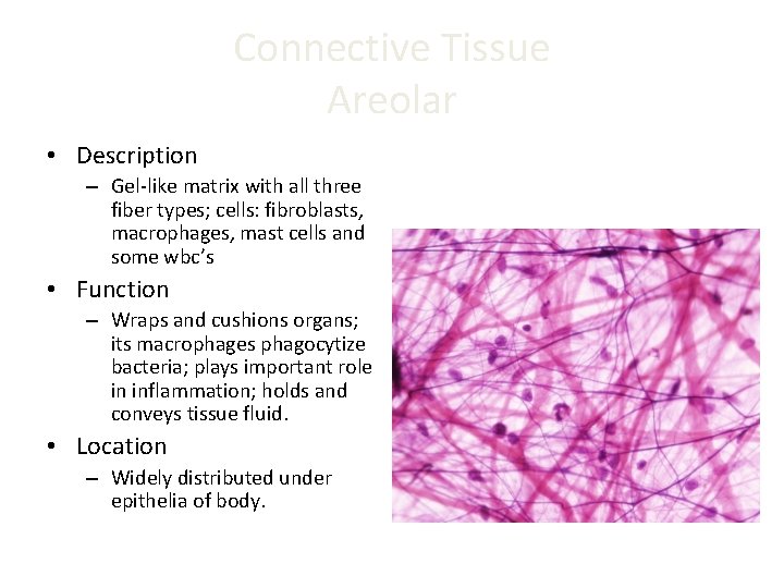 Connective Tissue Areolar • Description – Gel-like matrix with all three fiber types; cells: