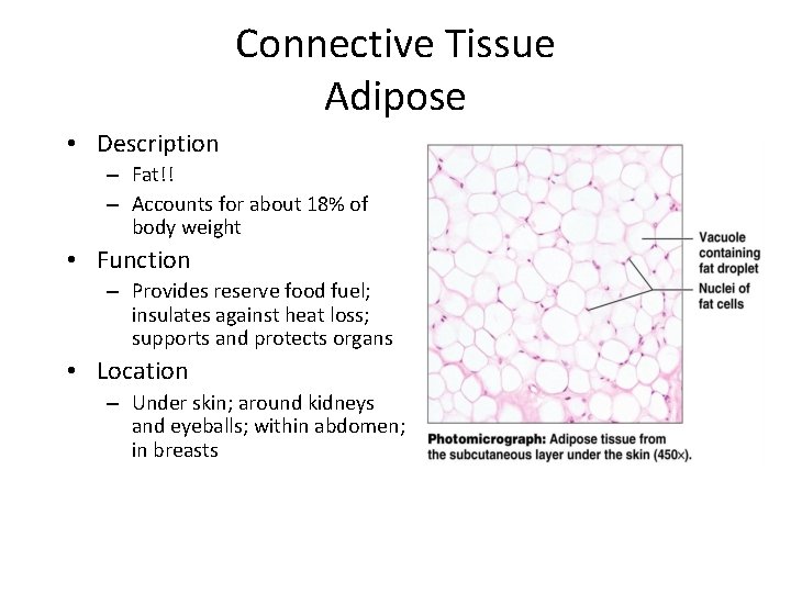 Connective Tissue Adipose • Description – Fat!! – Accounts for about 18% of body
