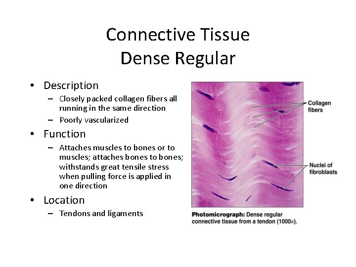 Connective Tissue Dense Regular • Description – Closely packed collagen fibers all running in