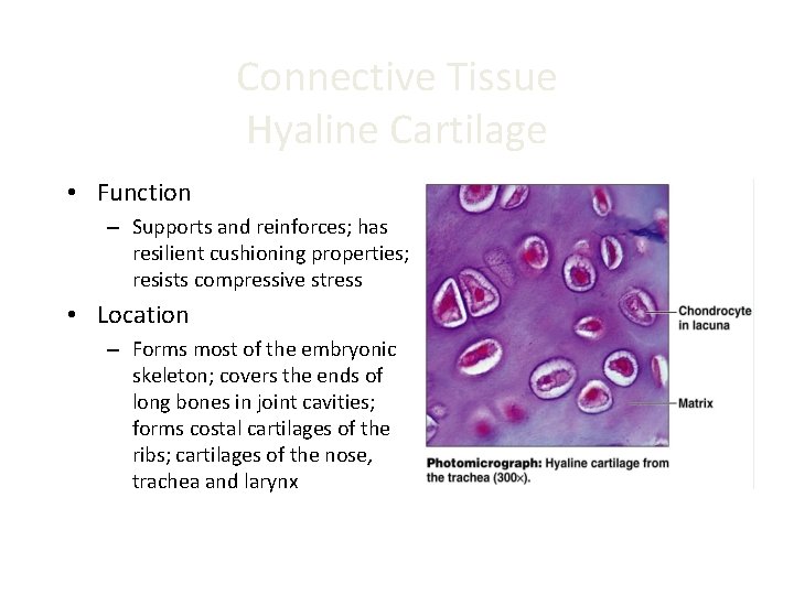 Connective Tissue Hyaline Cartilage • Function – Supports and reinforces; has resilient cushioning properties;