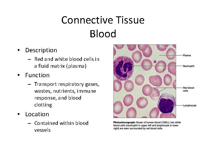 Connective Tissue Blood • Description – Red and white blood cells in a fluid