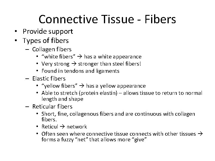 Connective Tissue - Fibers • Provide support • Types of fibers – Collagen fibers