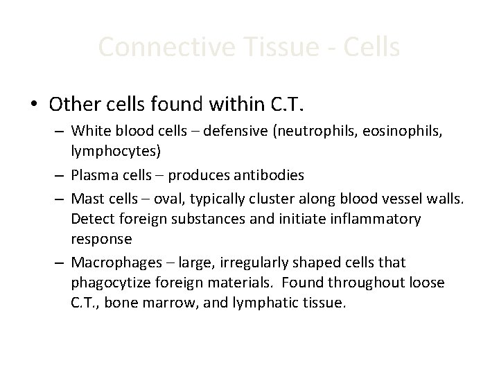Connective Tissue - Cells • Other cells found within C. T. – White blood Connective Tissue - Cells • Other cells found within C. T. – White blood