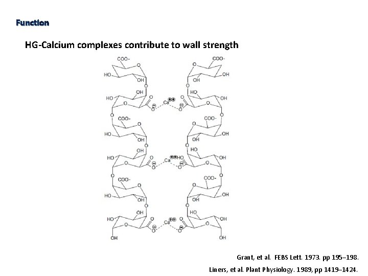 Function HG-Calcium complexes contribute to wall strength Grant, et al. FEBS Lett. 1973. pp